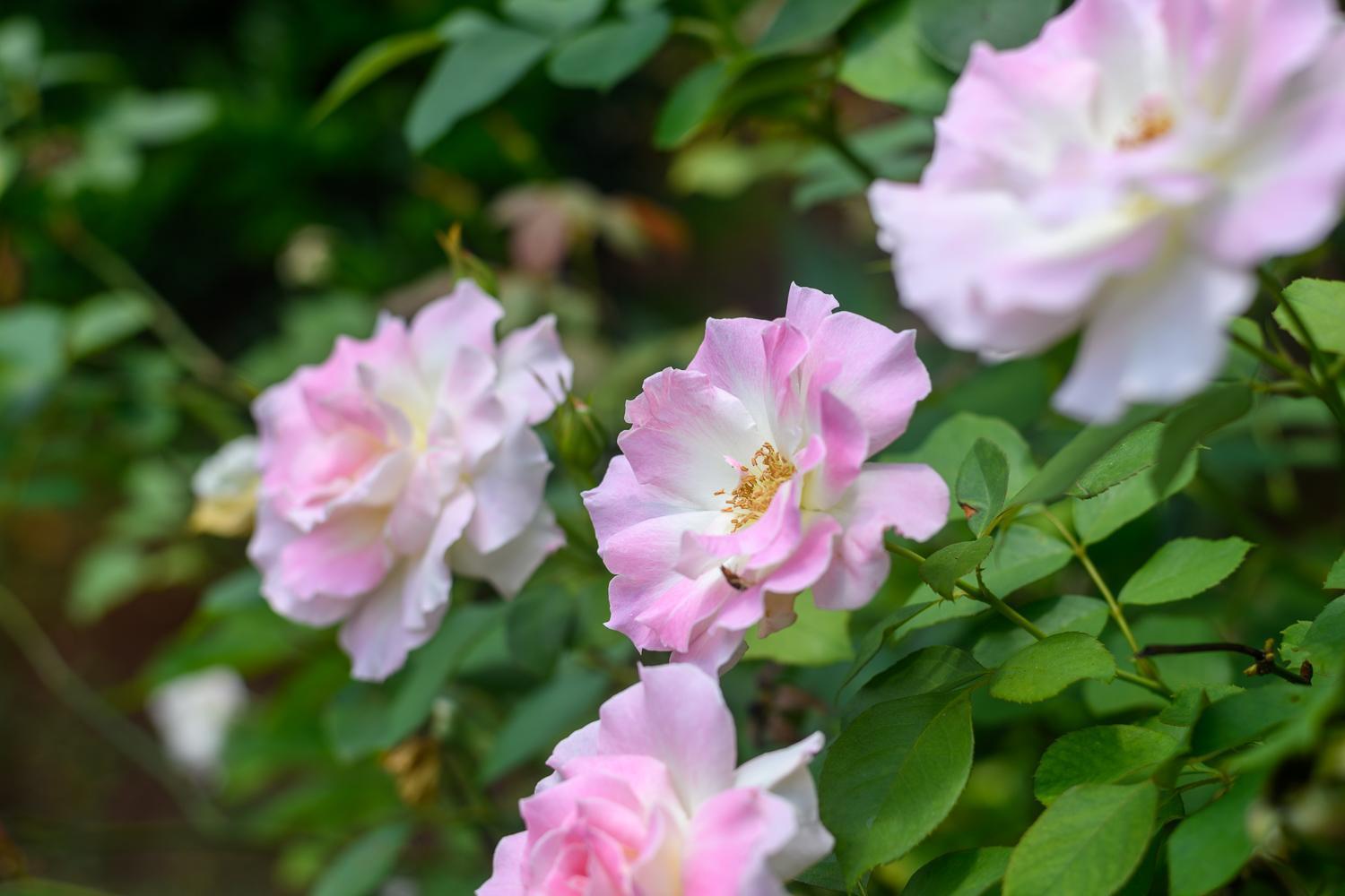 Country Rose Hotel Hluhluwe Ngoại thất bức ảnh